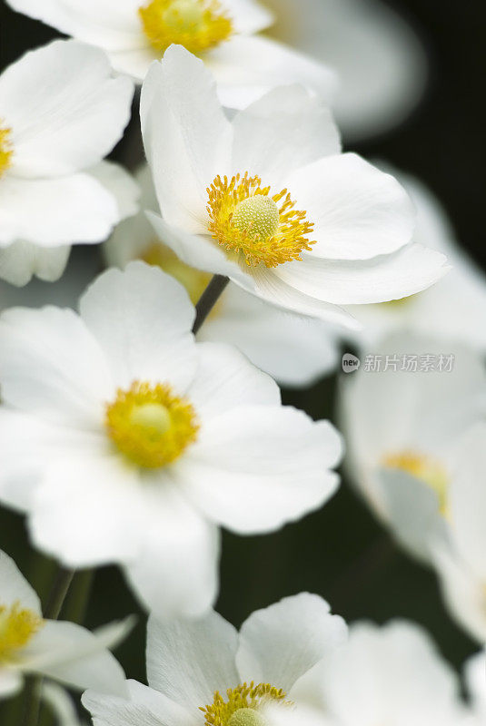 雪莲银莲花(银莲花sylvestris) - VIII